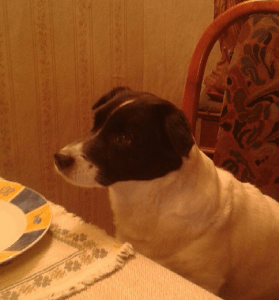 Hund am Tisch am Welttierschutztag